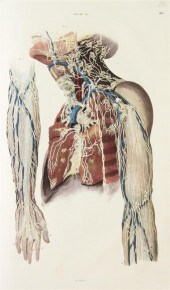 (ANATOMY) LIZARS JOHN A System
