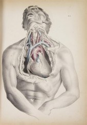 (ANATOMY) MACLISE JOSEPH Surgi