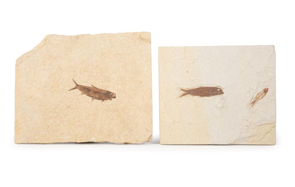 ANCIENT KNIGHTIA FISH