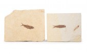 ANCIENT KNIGHTIA FISH FOSSILSA