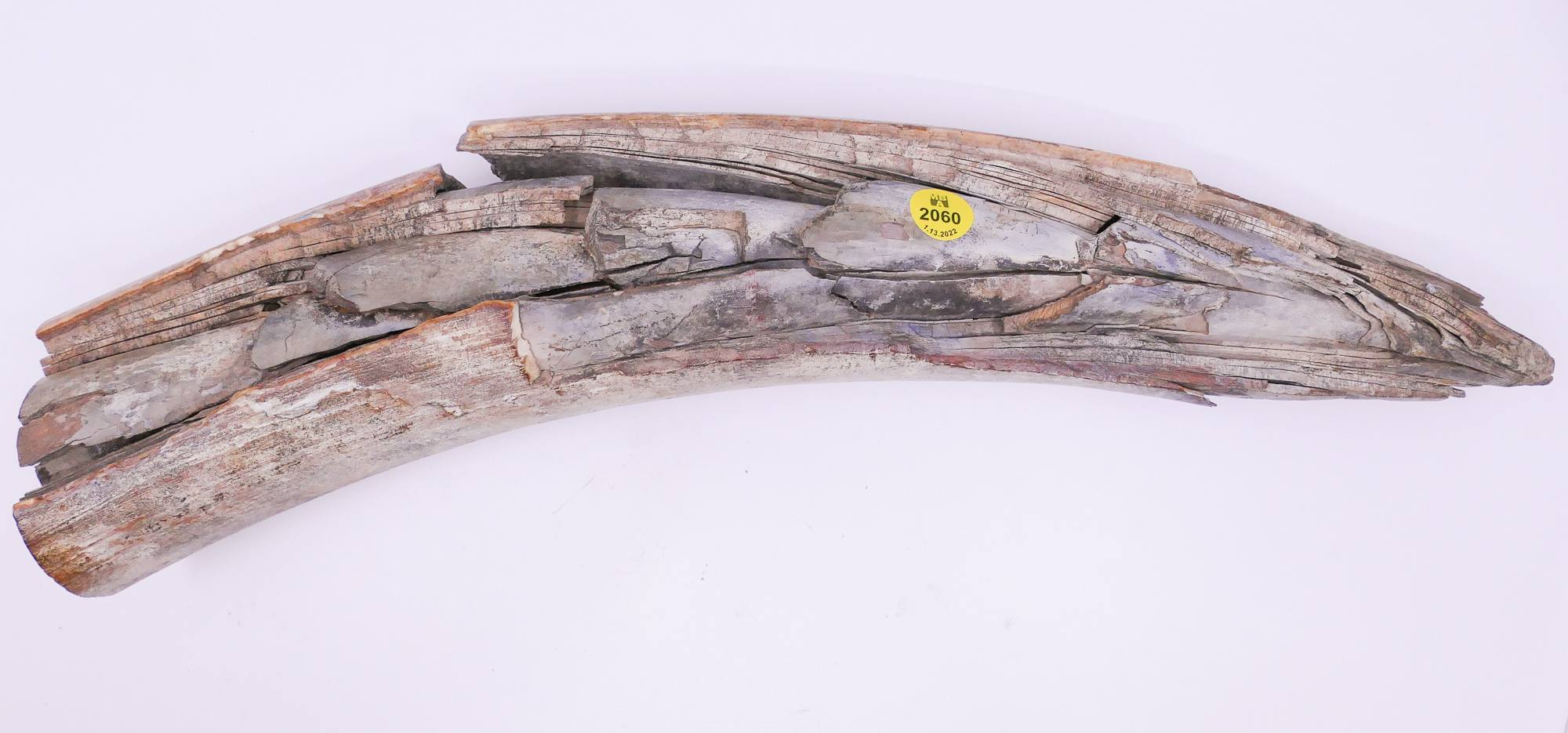 Ancient Mastodon Tusk Fragment-
