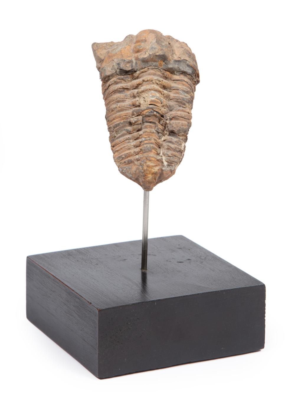 ANCIENT TRILOBITE FOSSILAncient
