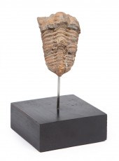 ANCIENT TRILOBITE FOSSILAncien