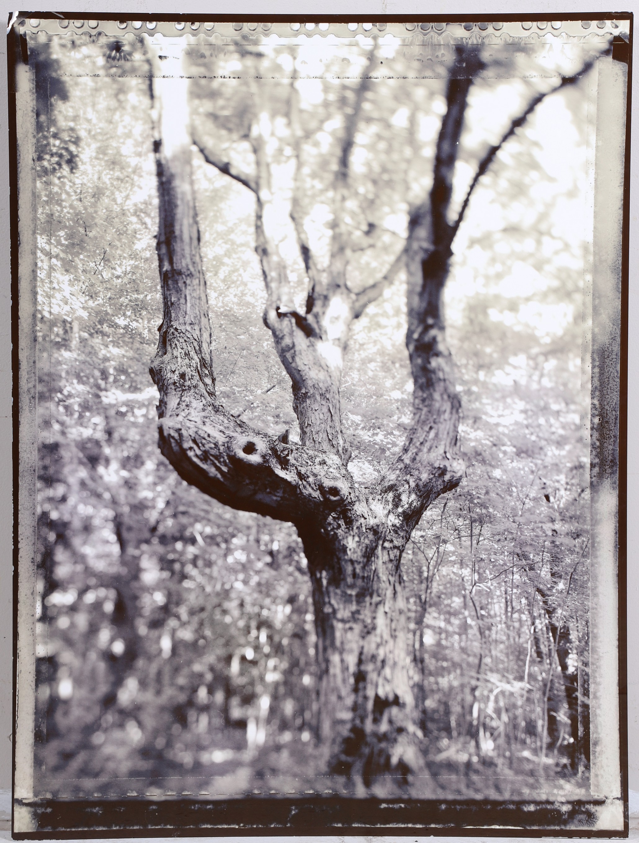 Andrew Garn Photograph of a Tree,