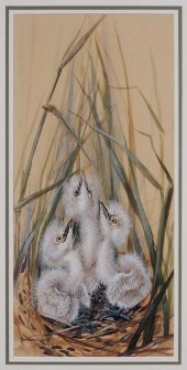 Anne Worsham Richardson (Charl