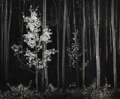 ANSEL ADAMS (1902-1984) 'ASPEN