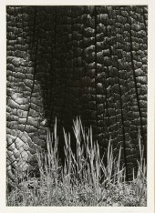 ANSEL ADAMS (AMERICAN 1902-198