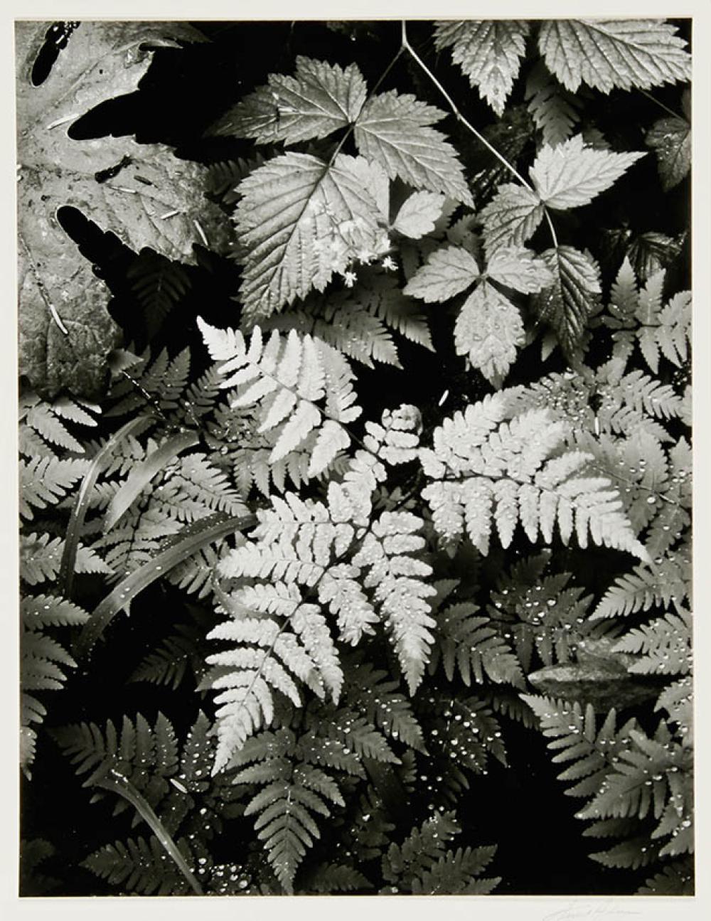 ANSEL ADAMS (AMERICAN 1902-1984),