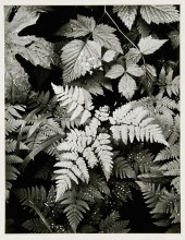 ANSEL ADAMS (AMERICAN 1902-198