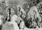ANSEL ADAMS (AMERICAN 1902-198