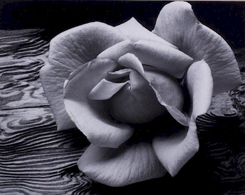 ANSEL ADAMS "ROSE & DRIFTWOOD"