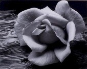 ANSEL ADAMS "ROSE & DRIFTWOOD"