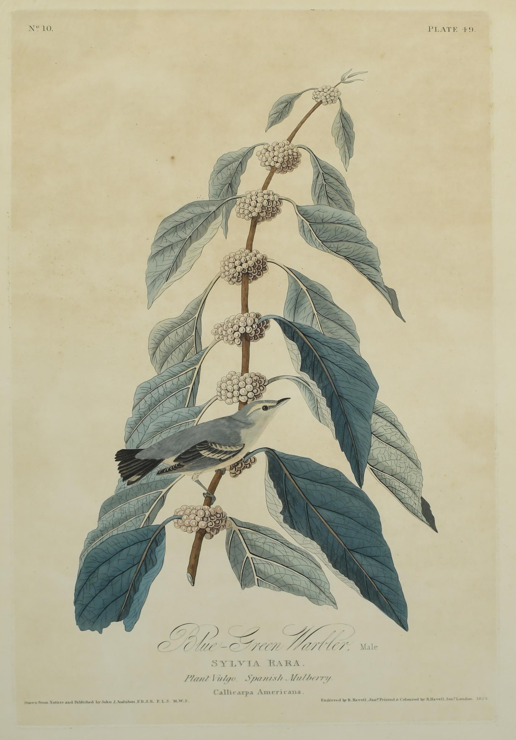 ANTIQUE AUDUBON, BLUE-GREEN WARBLER
