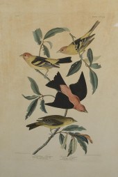 ANTIQUE AUDUBON, PLATE 354, LO