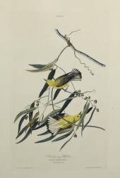 ANTIQUE AUDUBON, PROTHONOTARY