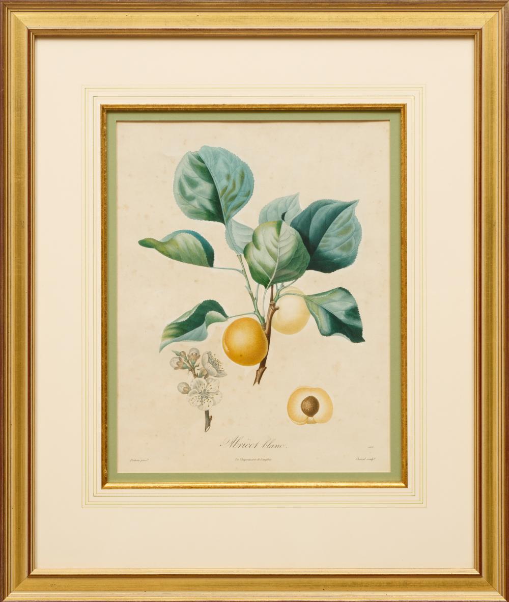 ANTIQUE BOTANICAL PRINTS, 19TH