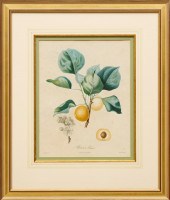 ANTIQUE BOTANICAL PRINTS, 19TH