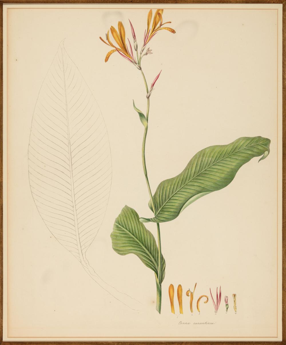 ANTIQUE BOTANICAL PRINTSAntique