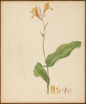 ANTIQUE BOTANICAL PRINTSAntiqu