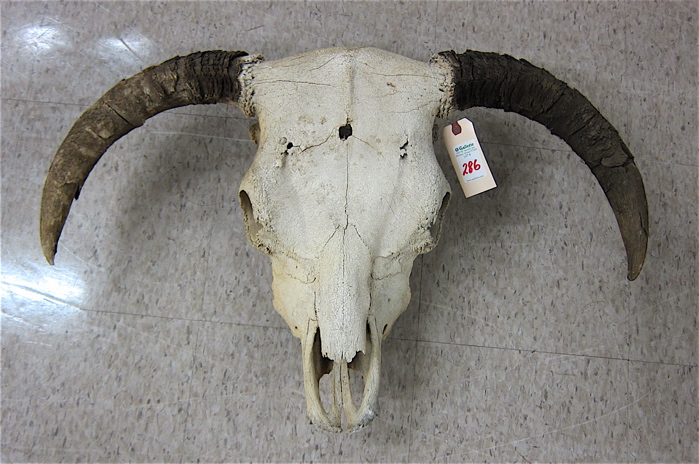 ANTIQUE BOVINE SKULL WITH HORNS