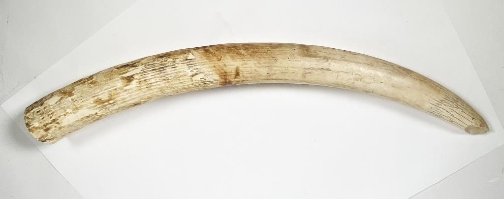 ANTIQUE ELEPHANT IVORY TUSK 33"