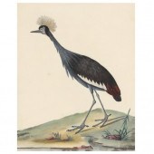 ANTIQUE ENGRAVING OF A "CROWNE