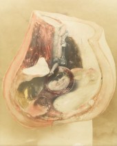 ANTIQUE FETAL DEVELOPMENT PHOT