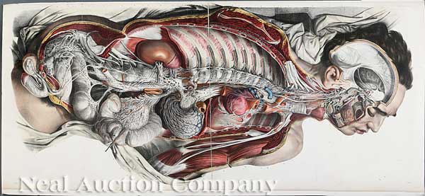 [Antique French Medical Prints]