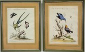 ANTIQUE HAND COLORED BIRD ENGR