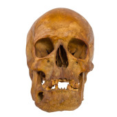 ANTIQUE HUMAN SKULL<br>Antique