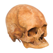 ANTIQUE HUMAN SKULL<br>Antique