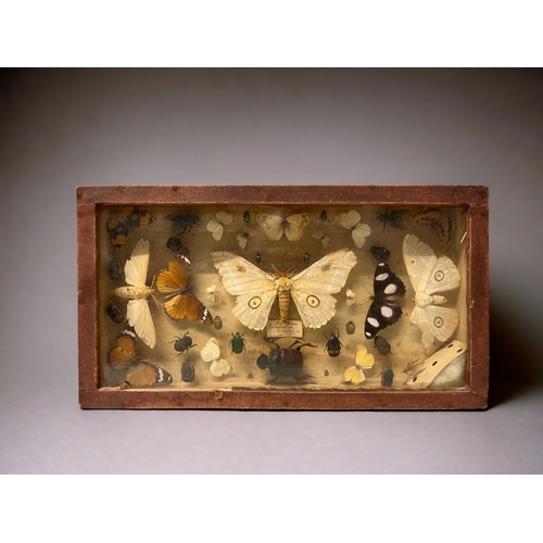 ANTIQUE INSECT SPECIMEN