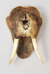 ANTIQUE INUIT MOUNTED WALRUS T