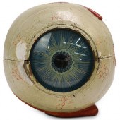 ANTIQUE MEDICAL ANATOMICAL HUM