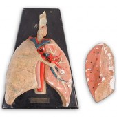 ANTIQUE MEDICAL ANATOMICAL HUM
