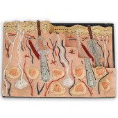 ANTIQUE MEDICAL ANATOMICAL SKI