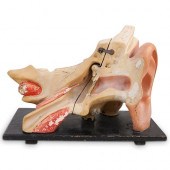 ANTIQUE MEDICAL ANATOMICAL TEM
