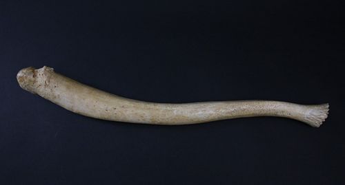 ANTIQUE OOSICK PENIS BONEAntique