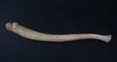 ANTIQUE OOSICK PENIS BONEAntiq
