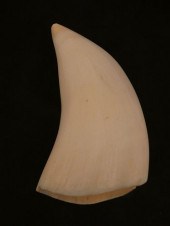 ANTIQUE POLISHED WHALE TOOTHAn