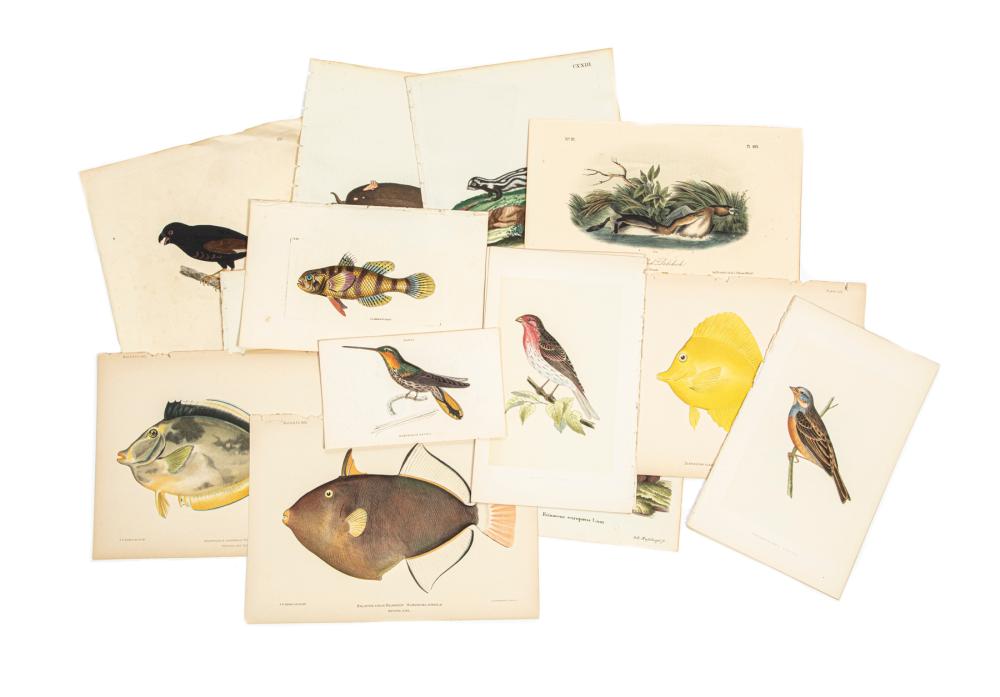 ANTIQUE PRINTS OF ANIMALS AND