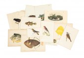 ANTIQUE PRINTS OF ANIMALS AND