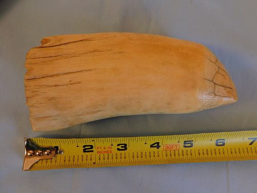 ANTIQUE RAW WHALE TOOTHAntique