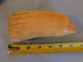 ANTIQUE RAW WHALE TOOTHAntique