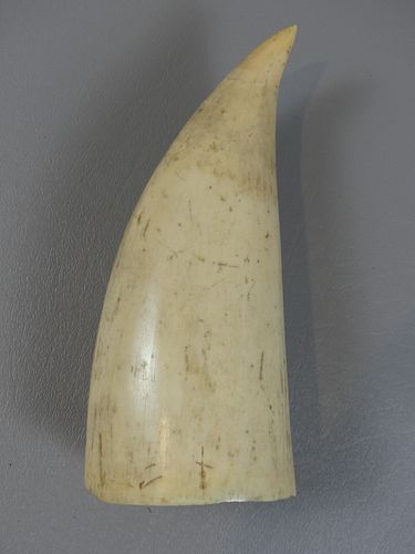 ANTIQUE RAW WHALE TOOTHRaw whale