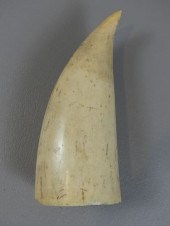 ANTIQUE RAW WHALE TOOTHRaw wha