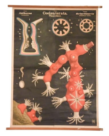 ANTIQUE RUDOLD LEUCKART