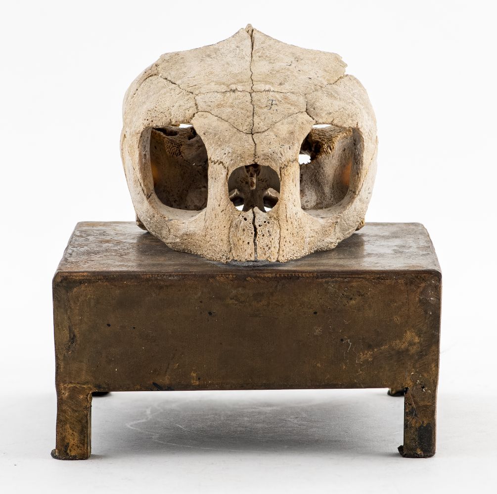 ANTIQUE SPECIMEN ANIMAL SKULL ON