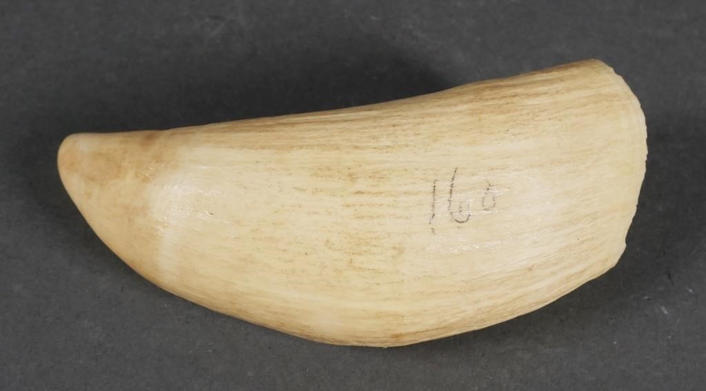 ANTIQUE SPERM WHALE TOOTH FOR