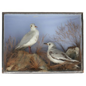ANTIQUE TAXIDERMY DIORAMA OF S